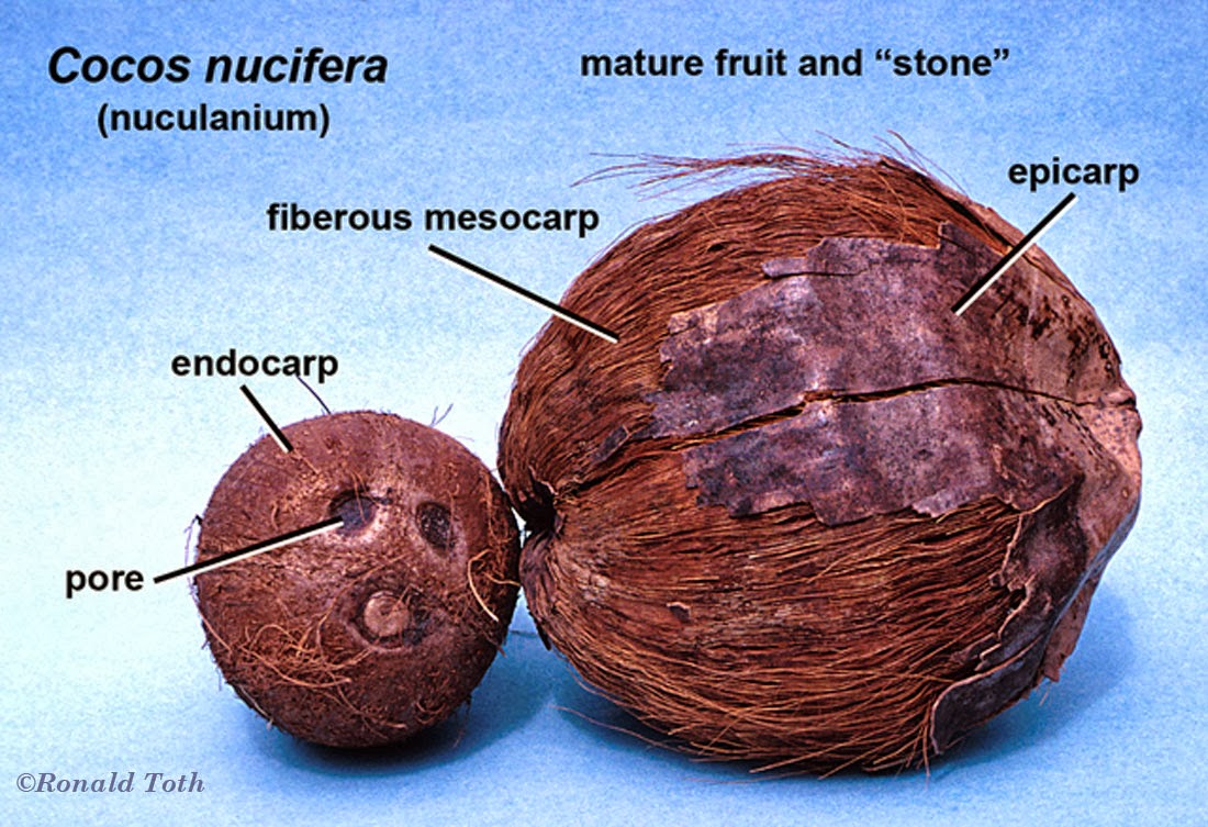 zitten Ouderling Beheren Heet Nieuws!: Hoe (on)gezond is kokosolie