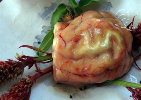 Animal Brain ALLAH Name Pictures of ALLAH Name