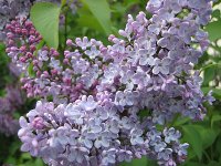Aromatic lilac blossom