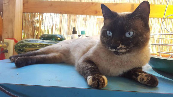 Gato con vitiligo Gato con vitiligo