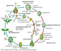 Pengertian Mikrosporogenesis, Megasporogenesis, dan Mikrogametogenesis