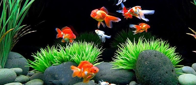 Galery Foto Aquascape Beserta Ikan Hias Infoikan Com