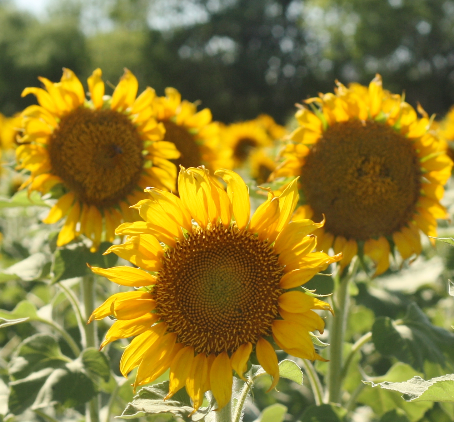 My Big Texas Sunflowers!