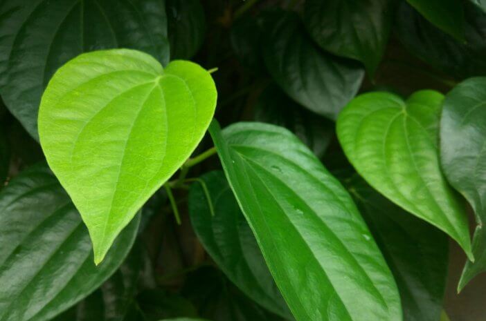 Daun sirih, Obat Herbal Yang Efektif Untuk Mengobati Sakit Daun sirih, Obat Herbal Yang Efektif Untuk Mengobati Sakit