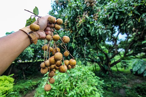 9 Manfaat Buah Kelengkeng yang Telah Terbukti Secara Ilmiah