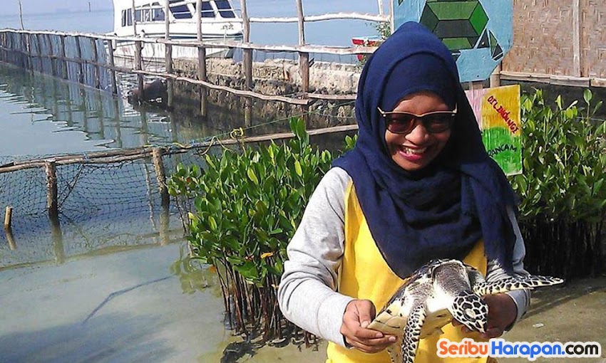 wisata edukasi pengenalan ekosistem laut dan perlindungan fauna di pulau harapan penyu laut yang dilindungi