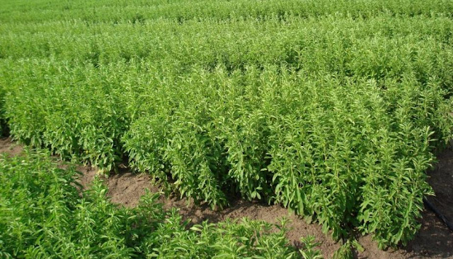 Cỏ Ngọt Stevia: Điều kiện sinh trưởng