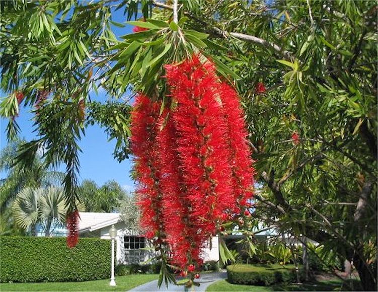 My Virtual Garden 2 Spring in Florida