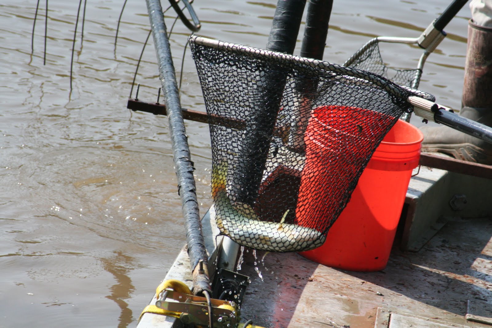 Pine Lake The Blog Fish Capture