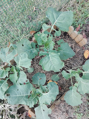 Quando coltivare i broccoli in un orto biologico Quando coltivare i broccoli in un orto biologico