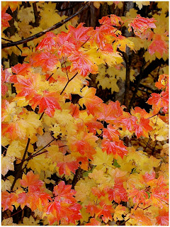 vine maple big leaf maple
