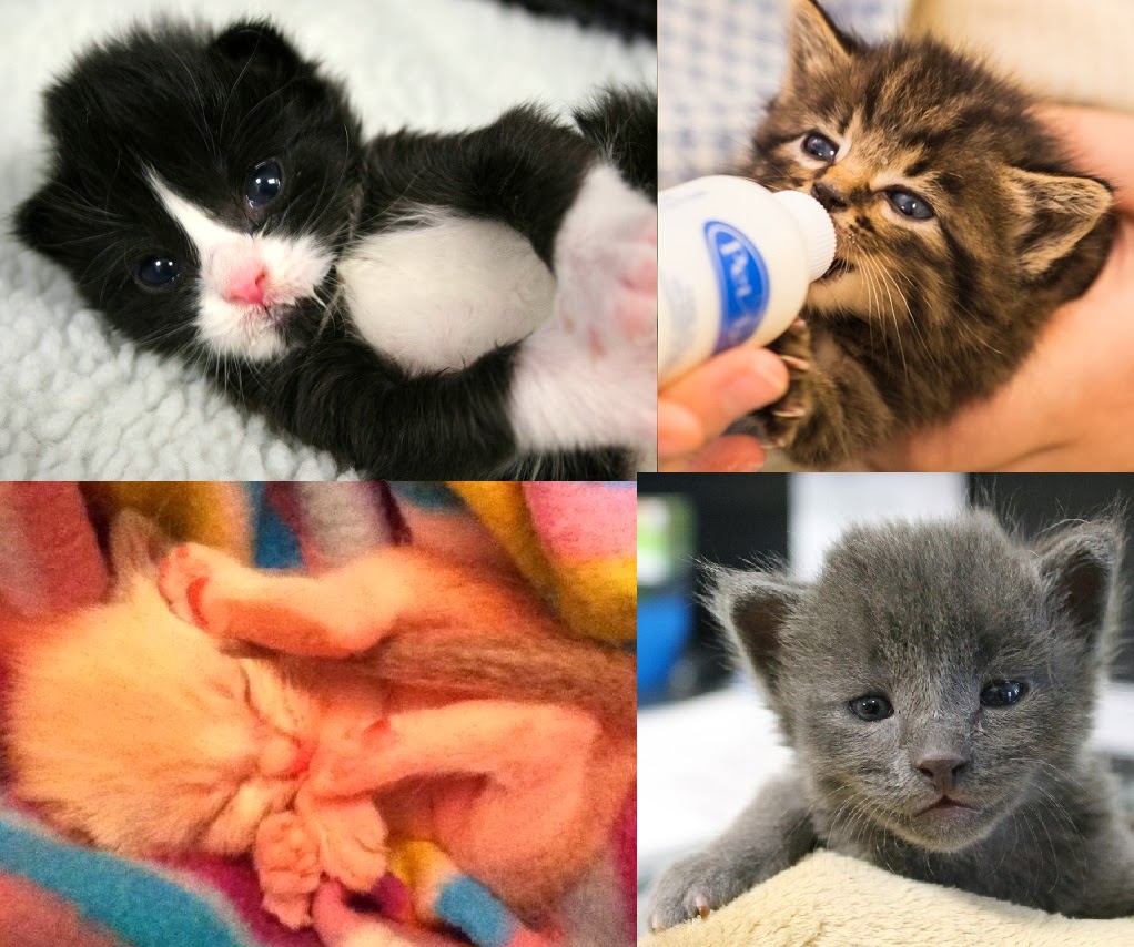 Pictures Of Kittens At Different Ages Pictures Of Animals 2016