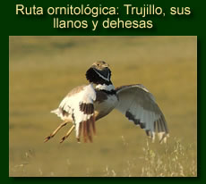 http://iberian-nature.blogspot.com.es/p/ruta-guiada-trujillo-sus-llanos-y.html