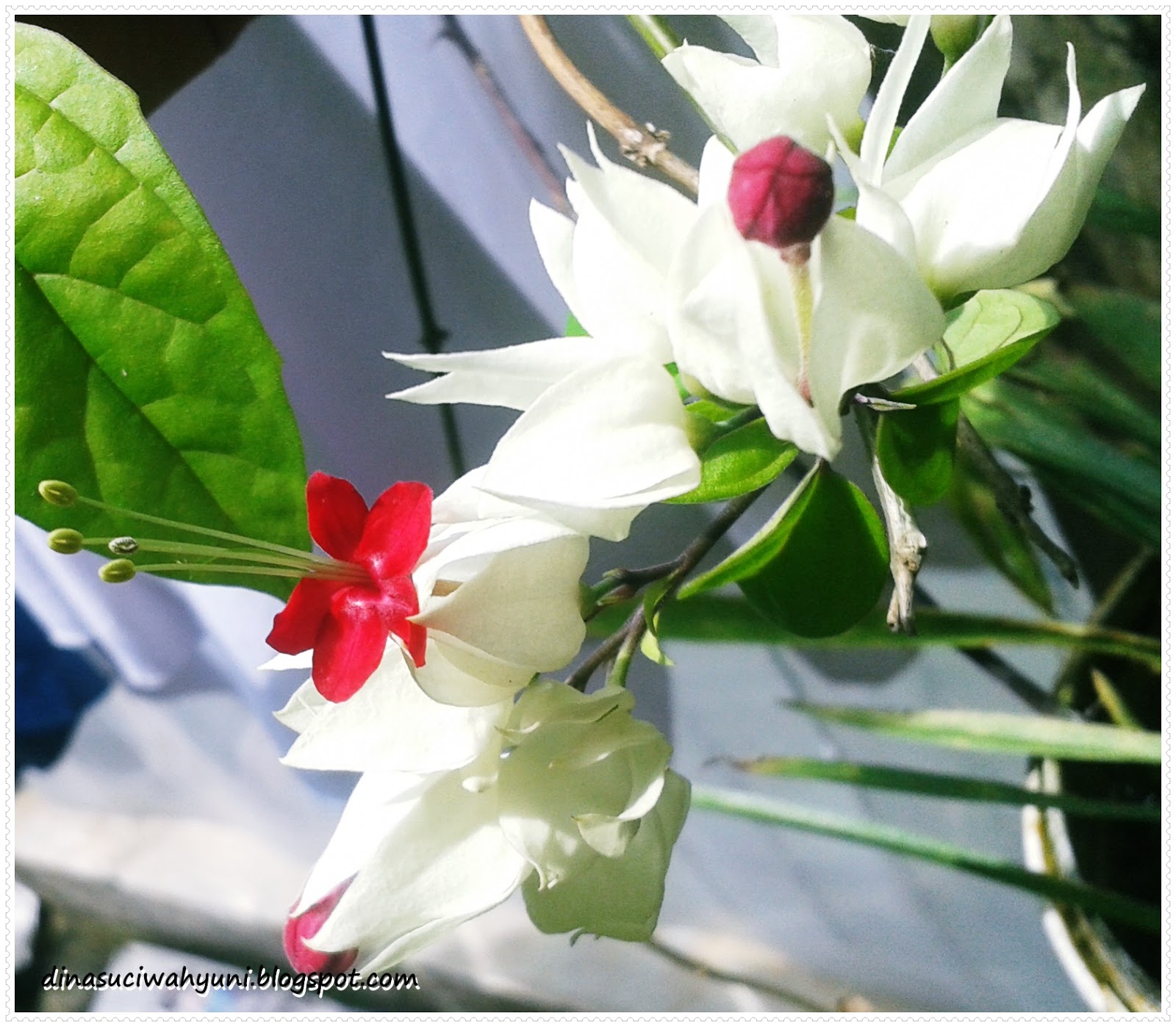 KLASIFIKASI ILMIAH BUNGA NONA MAKAN SIRIH BESERTA