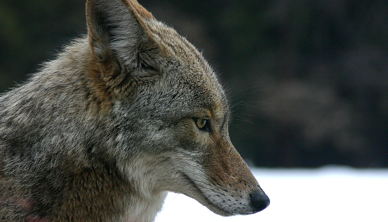 Mammals Animals: Coyote portrait.
