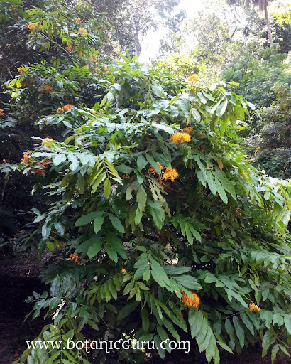 Saraca thaipingensis, Yellow Saraca tree