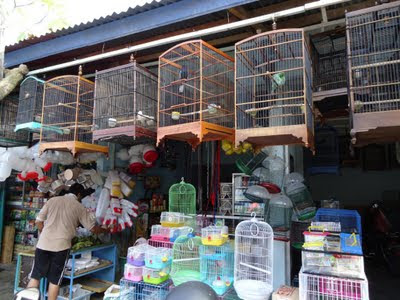 finchpolis: Sanglah Birds Market, Denpasar, Bali