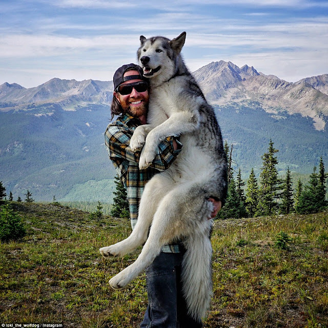 White Wolf : Meet The Wolfdog Who Travels The World With His Owner