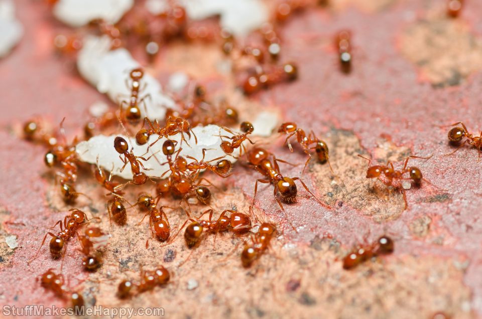 Pet Ants