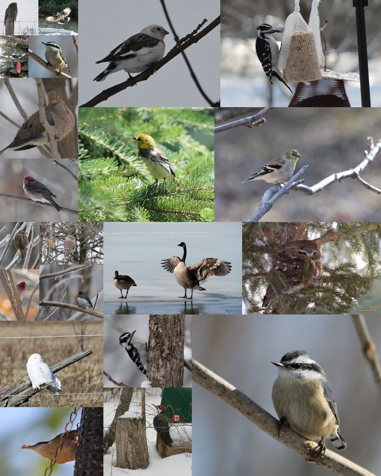 Birds of the Cottage Country