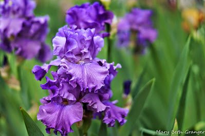 purple iris photo by mbgphoto