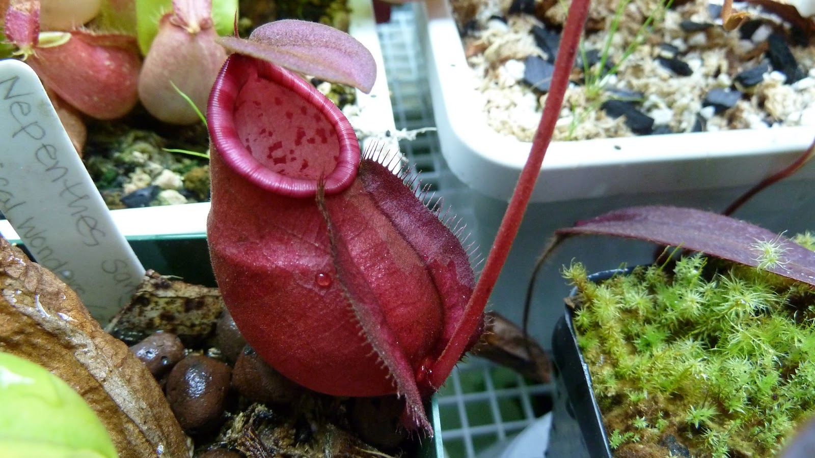 Hooray! Plants! A Few Nepenthes Photos