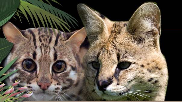 Pets Cats: Serval Cat