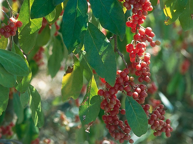 Temperate Climate Permaculture: Permaculture Plants: Goumi