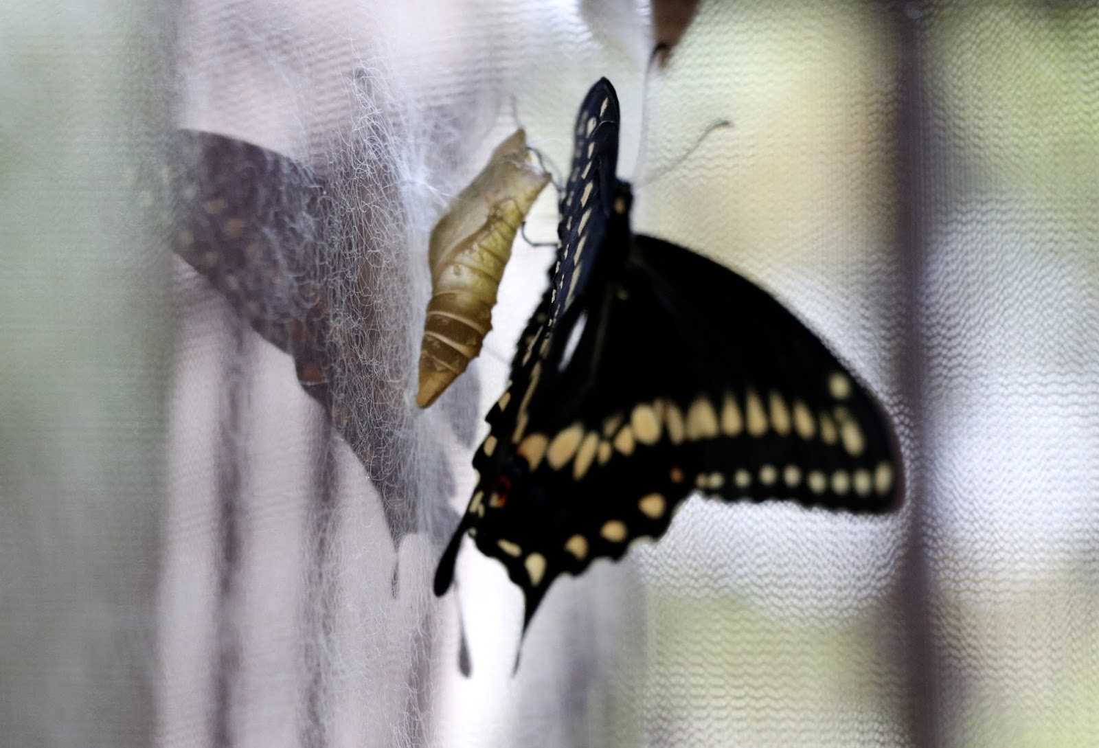 Terra Toby The Butterflies of 2017 Are Hatching!