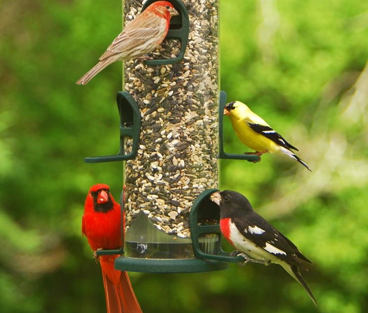 wild birds unlimited wild birds unlimited