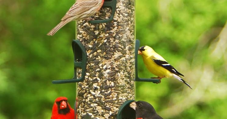 How to make a yellow finch bird house