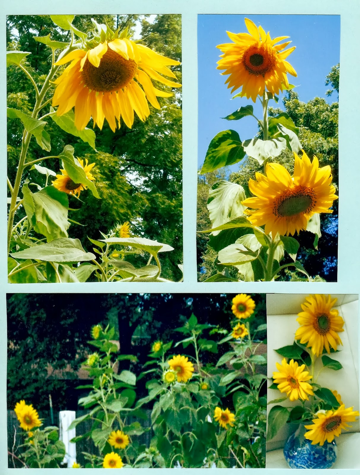 Paintersgarden Sunflower Scrapbook Pages