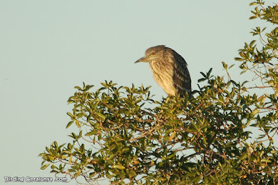 Martinet de nit (Nycticorax nycticorax)