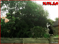 Art Cat GIF with caption • Ninja Cats? When you see them coming, it's already too late!