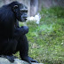 Azalea, Chimpanzee that happy smoking, A day spent one pack