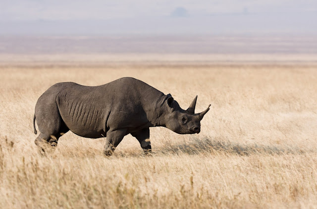 Rinoceronte preto