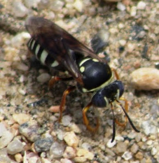 Photograph of wasp by Darla Sue Dollman.