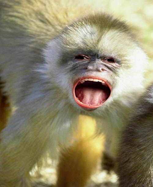 North In Wisconsin Animal Morph Samples