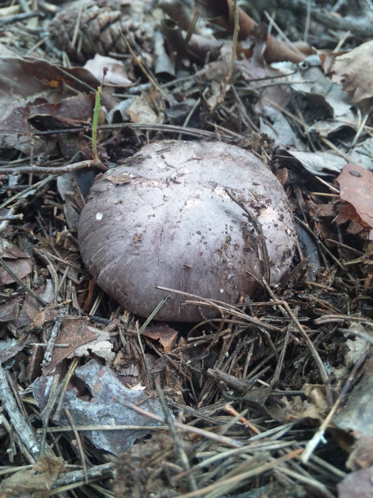 俺達の田舎暮らし 我が家の山のキノコ