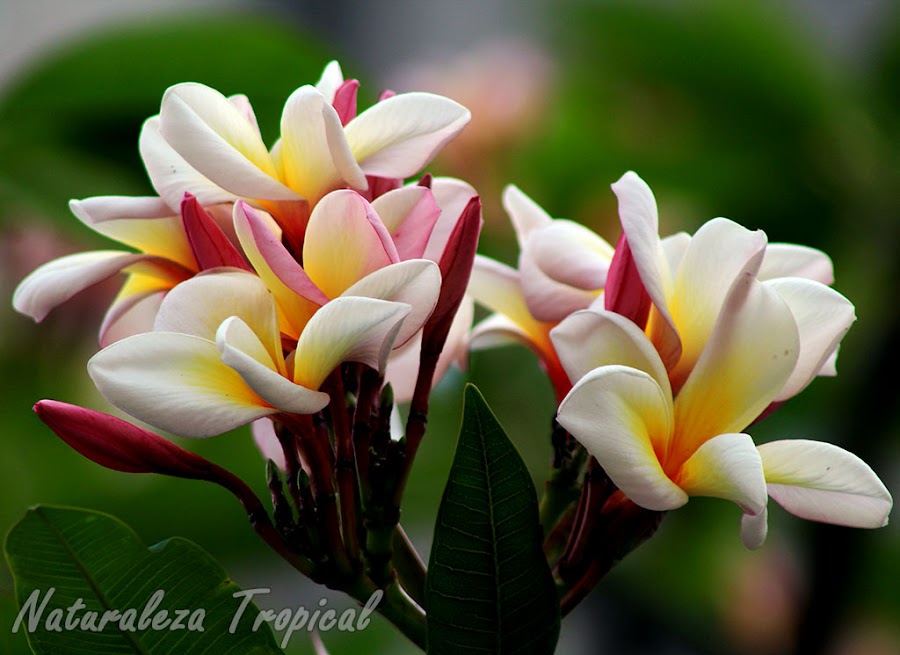Las plantas del género Plumeria son muy utilizadas como plantas ornamentales aromáticas en el mundo