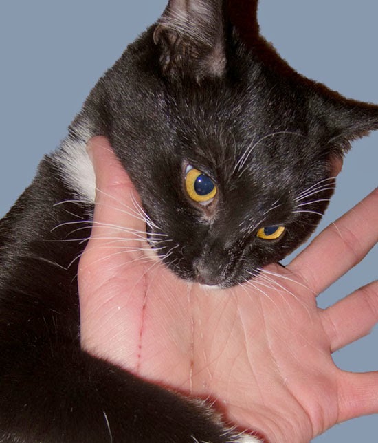 Cat Bites Are How Dangerous?