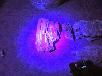 horse teeth under black light