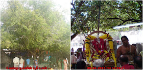ThiruKura tree In Murugan Temple