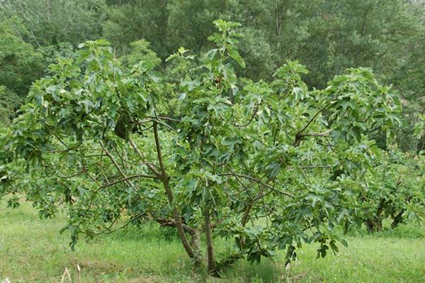 Pohon Ara Pohon Ara