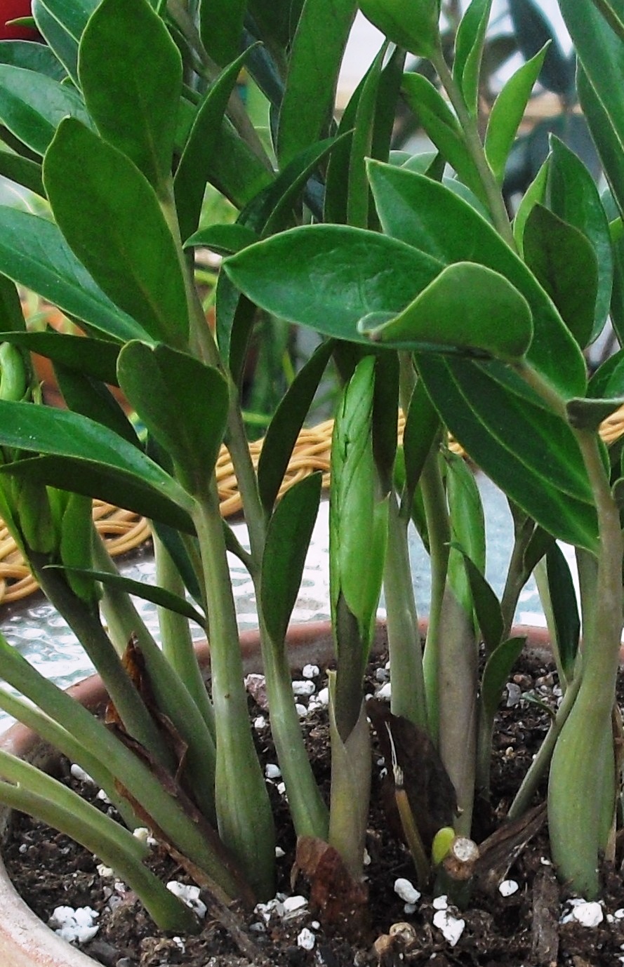 life-among-the-leaves-unidentified-zamioculcas-like-object-what-have