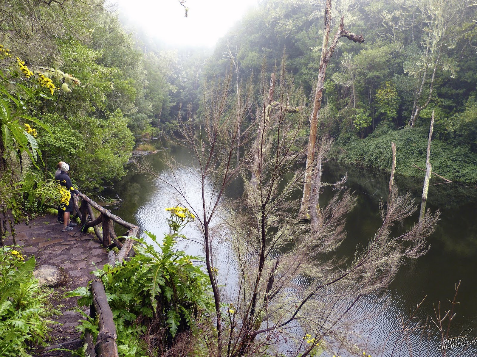 Islas Canarias, por Viajeros Chicharreros. El bosque del Cedro.