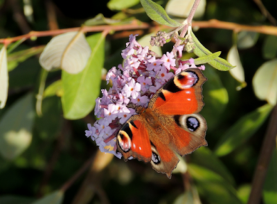 Aglais io sobre Buddleja davidii, anverso Aglais io sobre Buddleja davidii, anverso