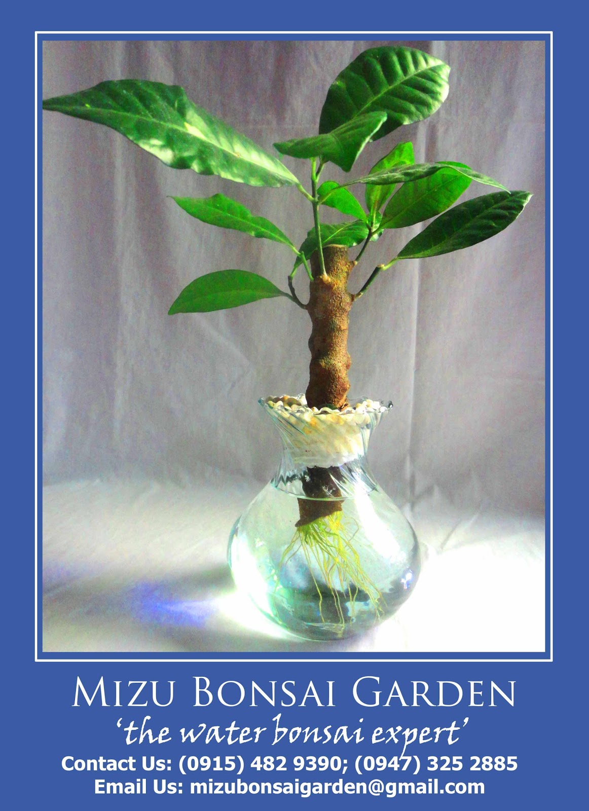 The Water Bonsai Expert Water Bonsai Plant Croton