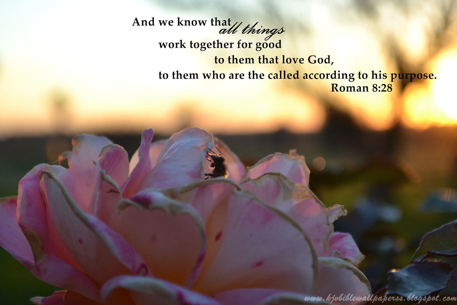 KJV Bible Wallpapers: Romans 8:28