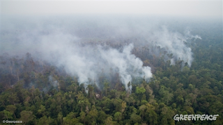 El banco HSBC financia la deforestación en Indonesia
